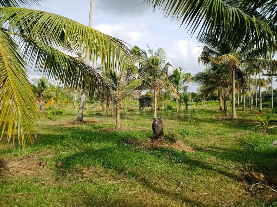 Agricultural Land for Sale in Mawathagama