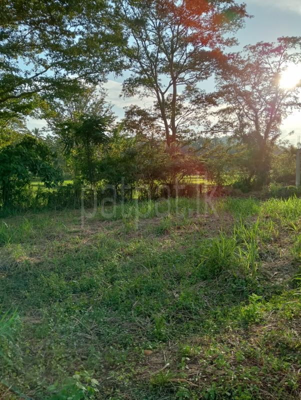 Residential Land for Sale in Giriulla