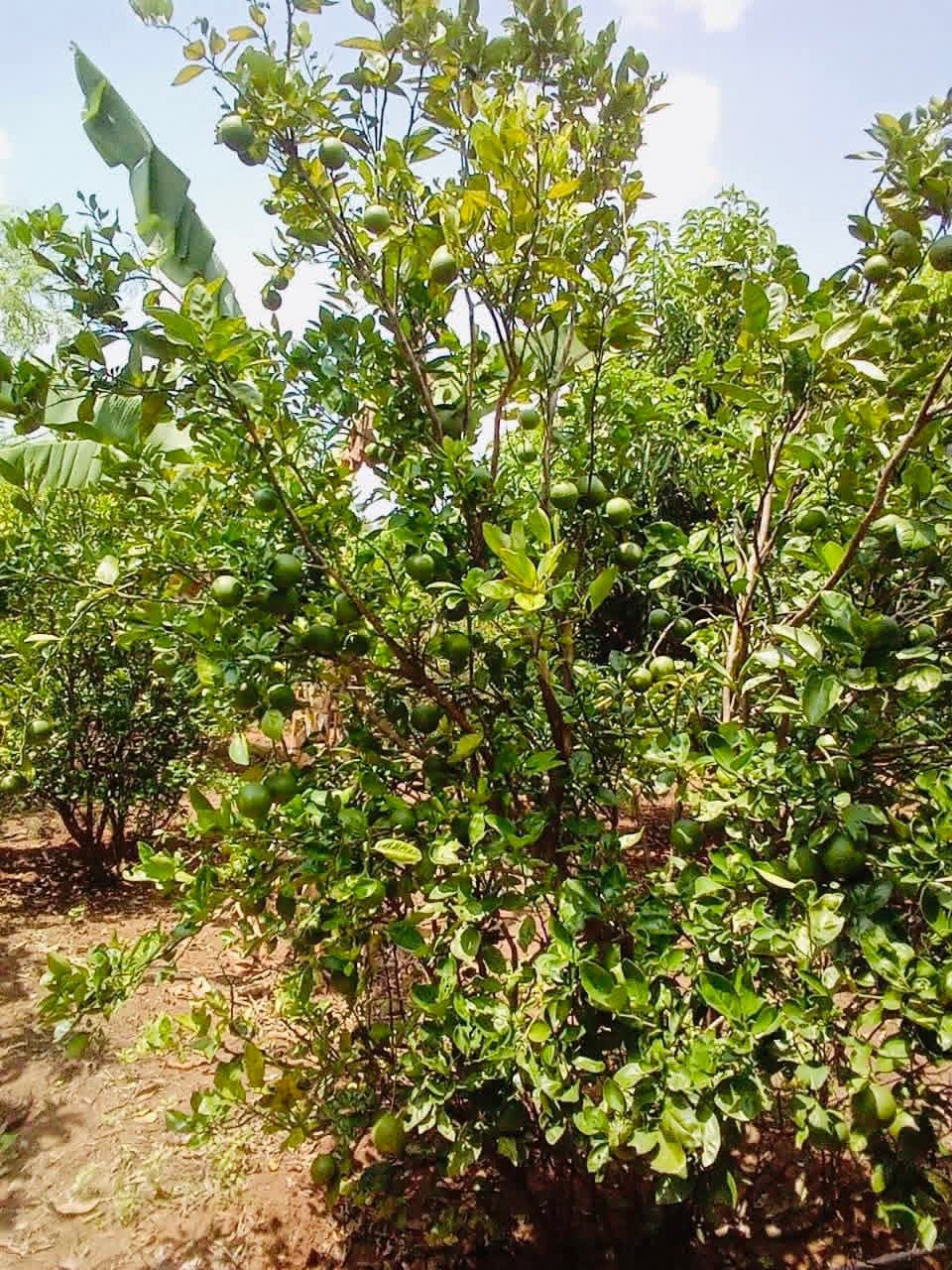 Agricultural Land for Sale in Embilipitiya