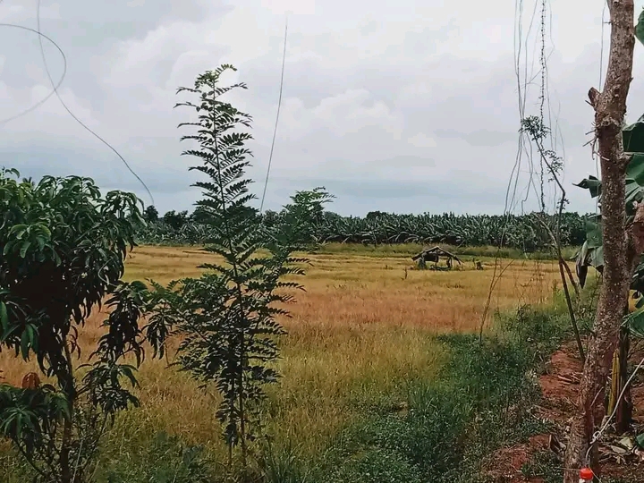 Commercial Land for Sale in Hambantota