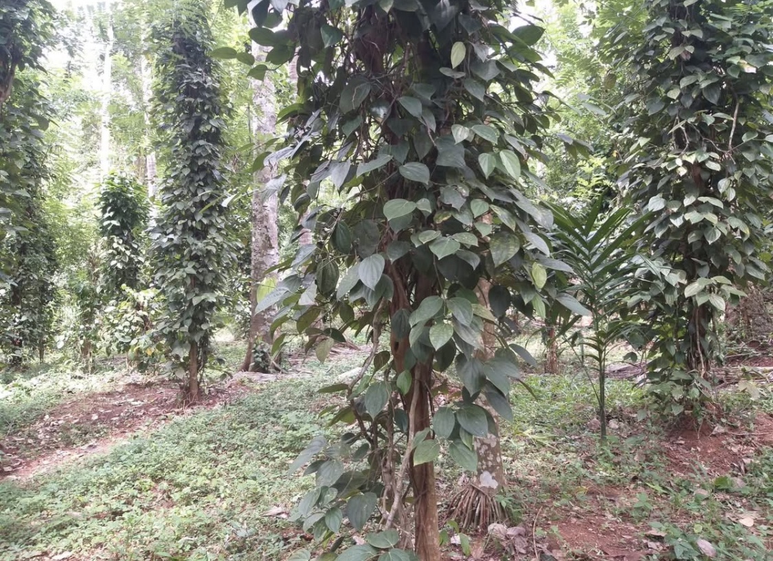 Agricultural Land for Sale in Kundasale