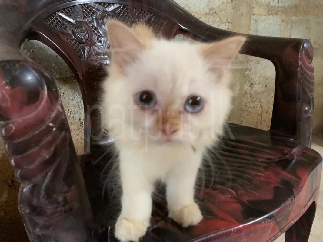 Persian Cat