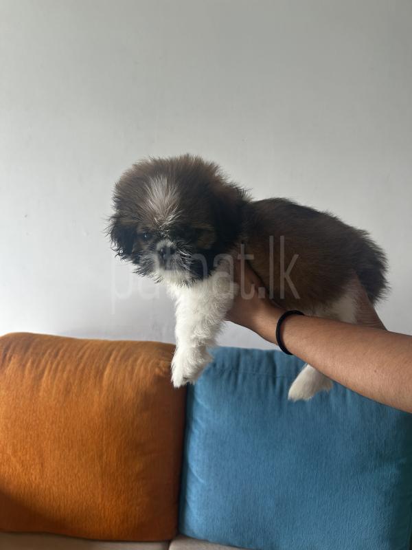 Shih Tzu Puppy for Sale ads-image-1