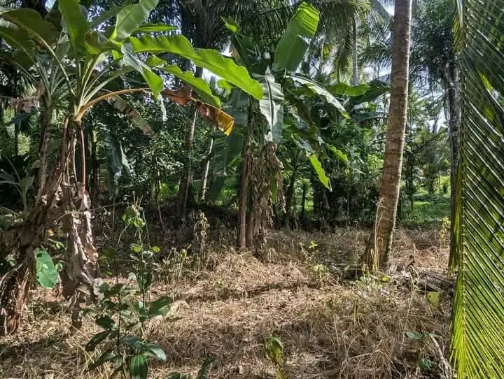 Commercial Land for Sale in Mirigama