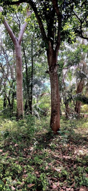 Residential Land for Sale in Sella Kataragama