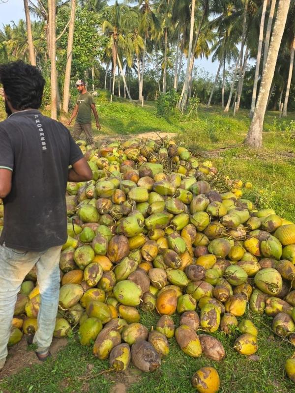 Agricultural Land for Sale in Katupota