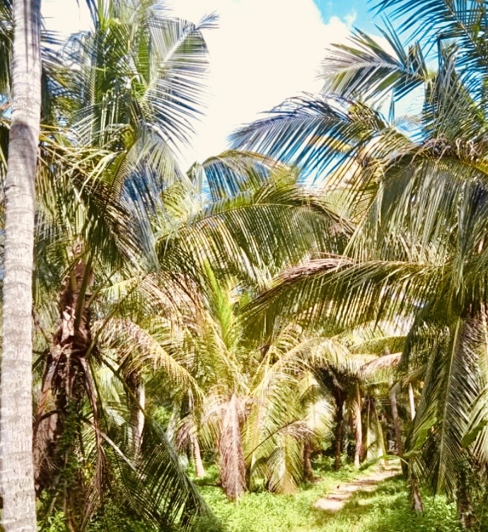 Agricultural Land for Sale in Chavakachcheri ads-image-1