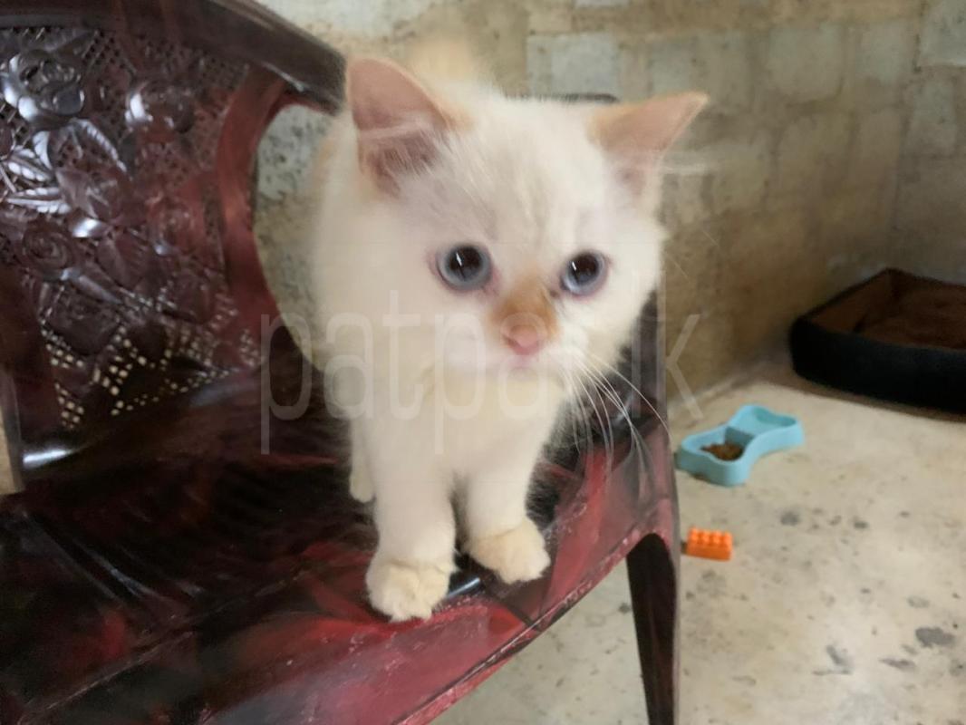 Advertisement image 3