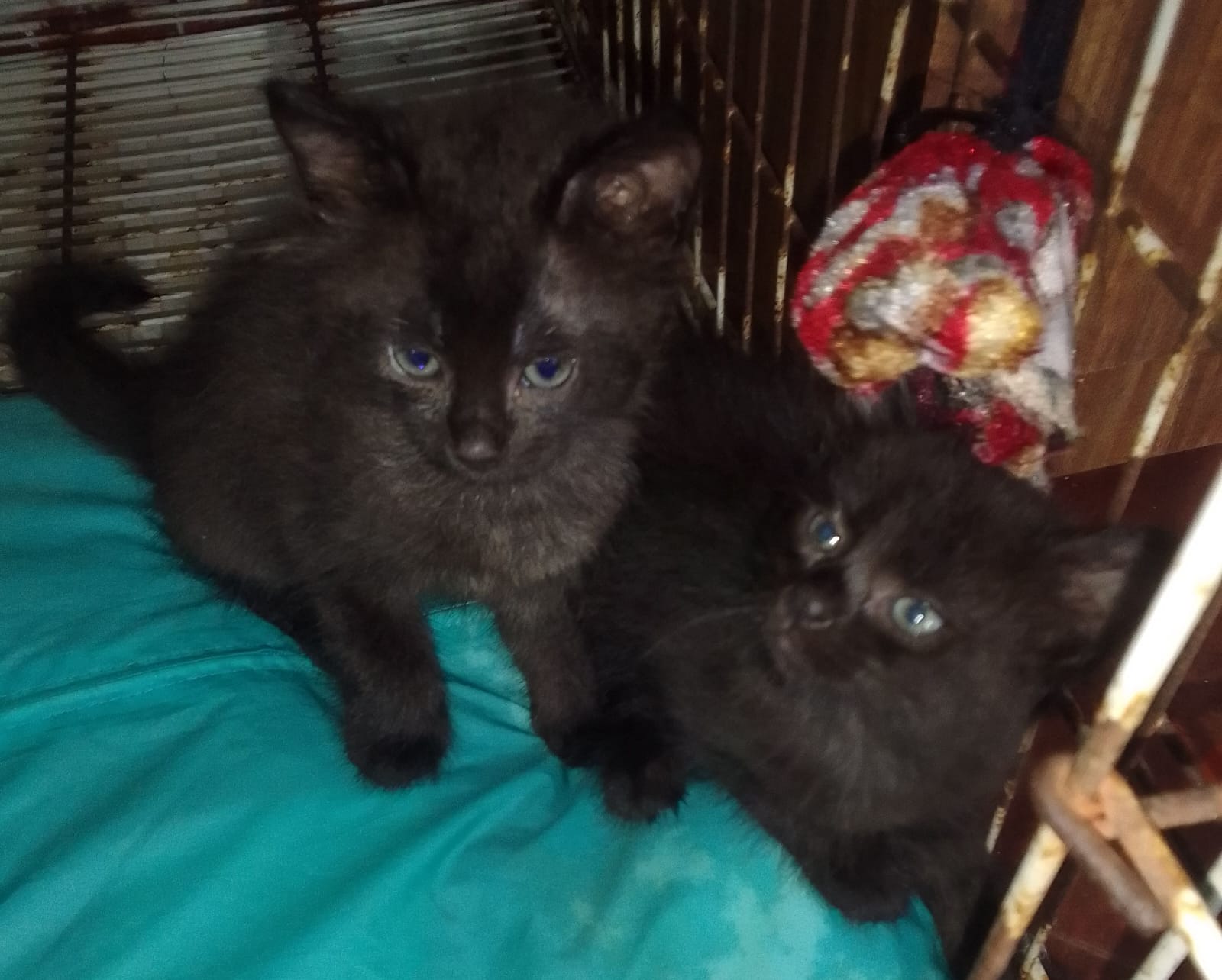 KITTENS