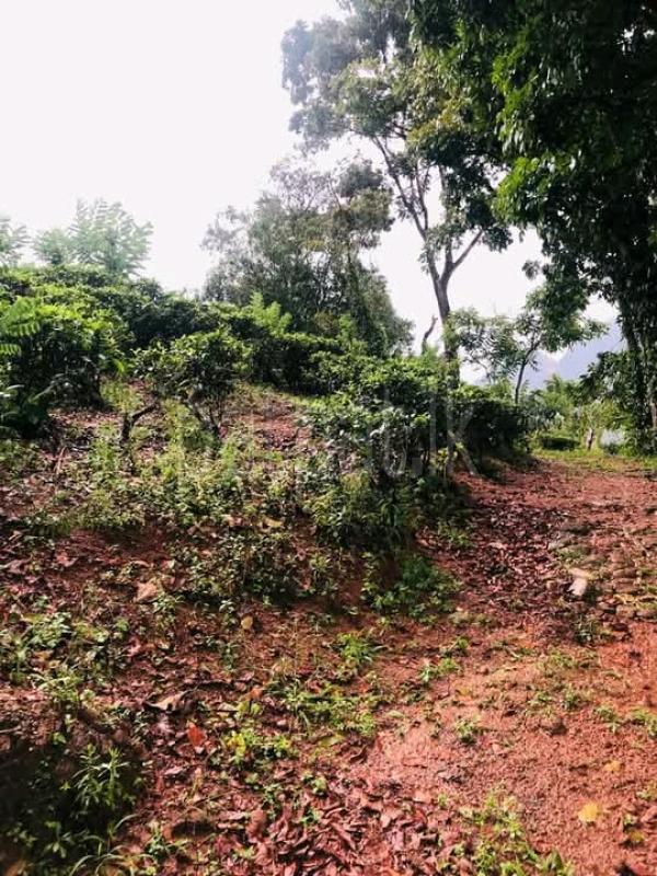 Commercial Land for Sale in Kitulgala