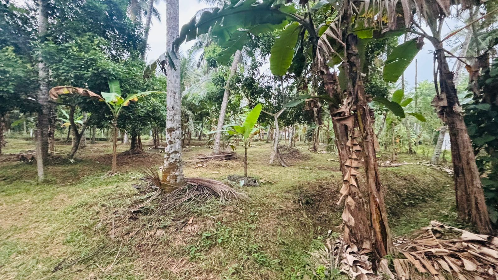 Residential Land for Sale in Weliveriya