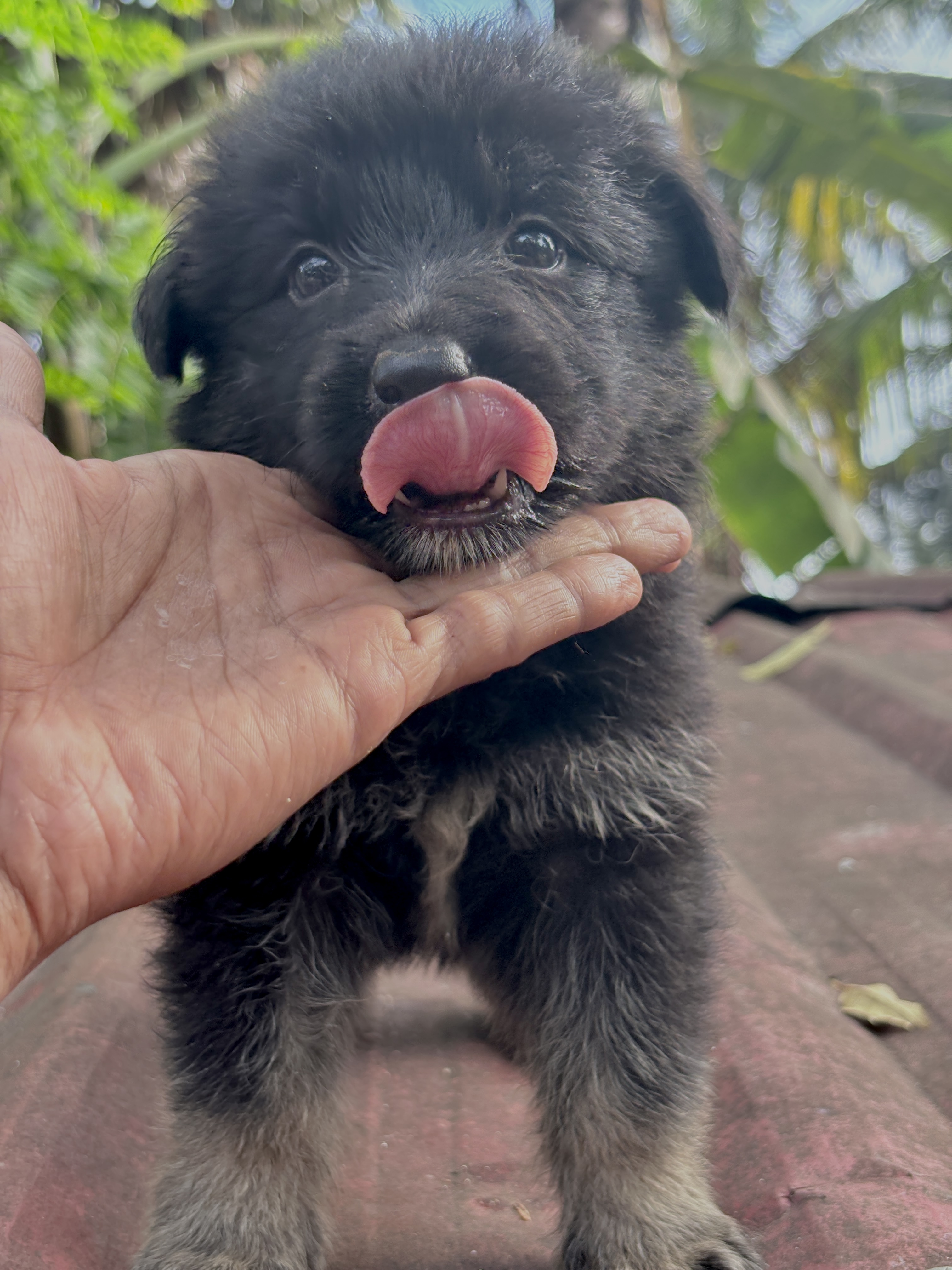 German Shepherd Long Coat Puppies