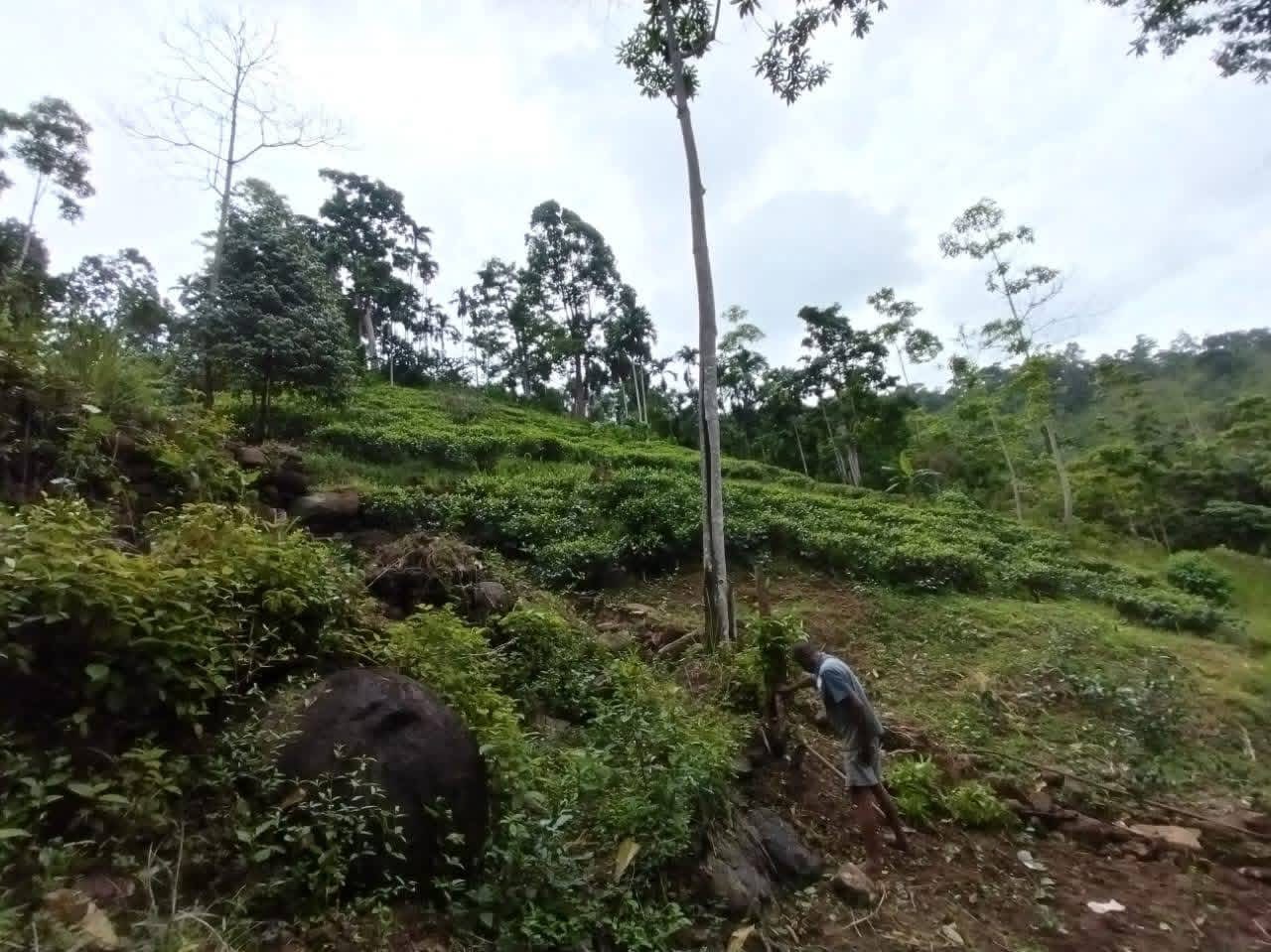 Agricultural Land for Sale in Deniyaya