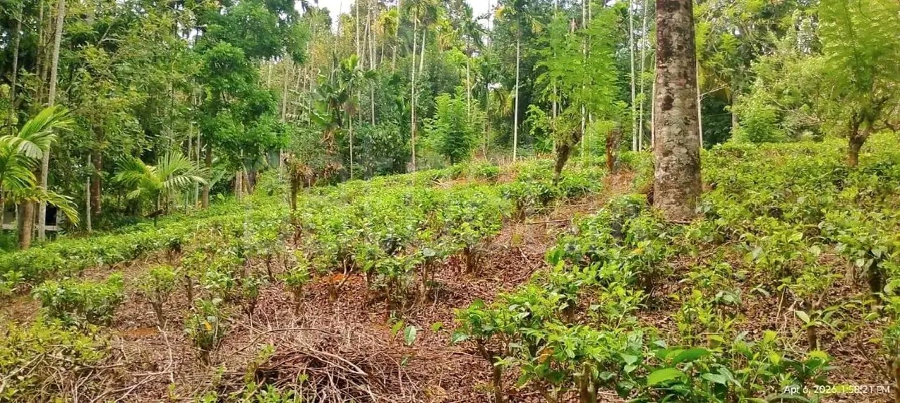 Agricultural Land for Sale in Elpitiya ads-image-1