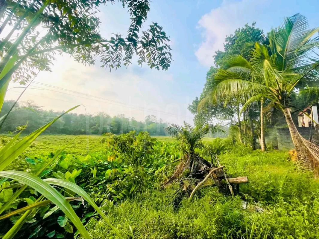 Agricultural Land for Sale in Mawathagama