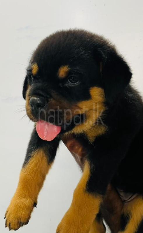 rottweiler puppies