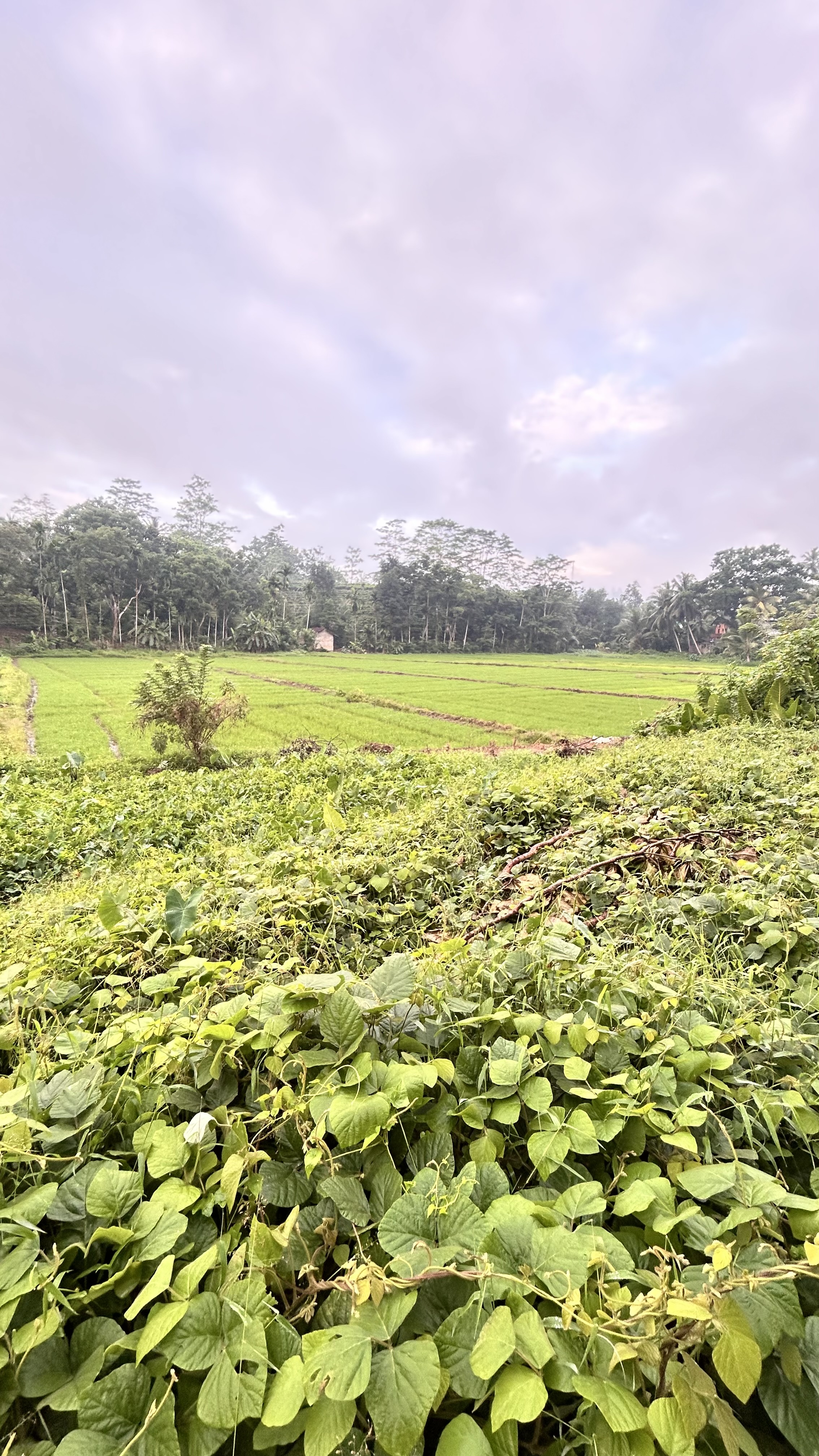 Agricultural Land for Sale in Bulathsinhala