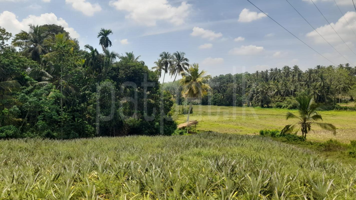 Agricultural Land for Sale in Dompe