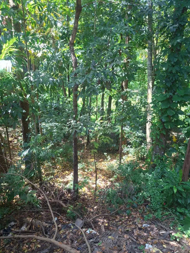 Residential Land for Sale in Minuwangoda