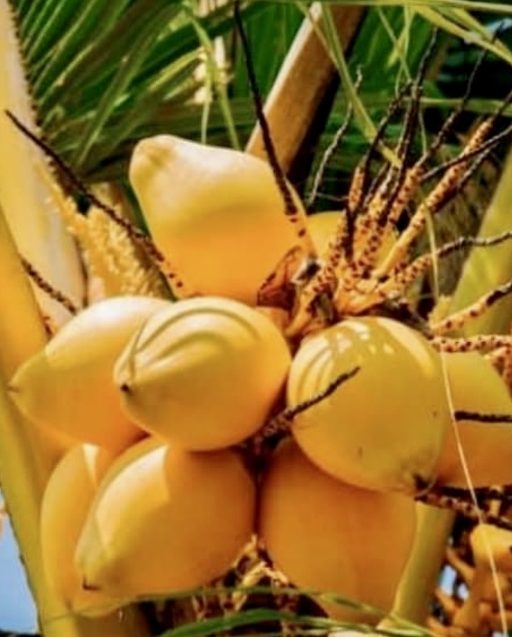 Agricultural Land for Sale in Chavakachcheri