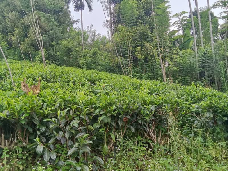 Agricultural Land for Sale in Deniyaya