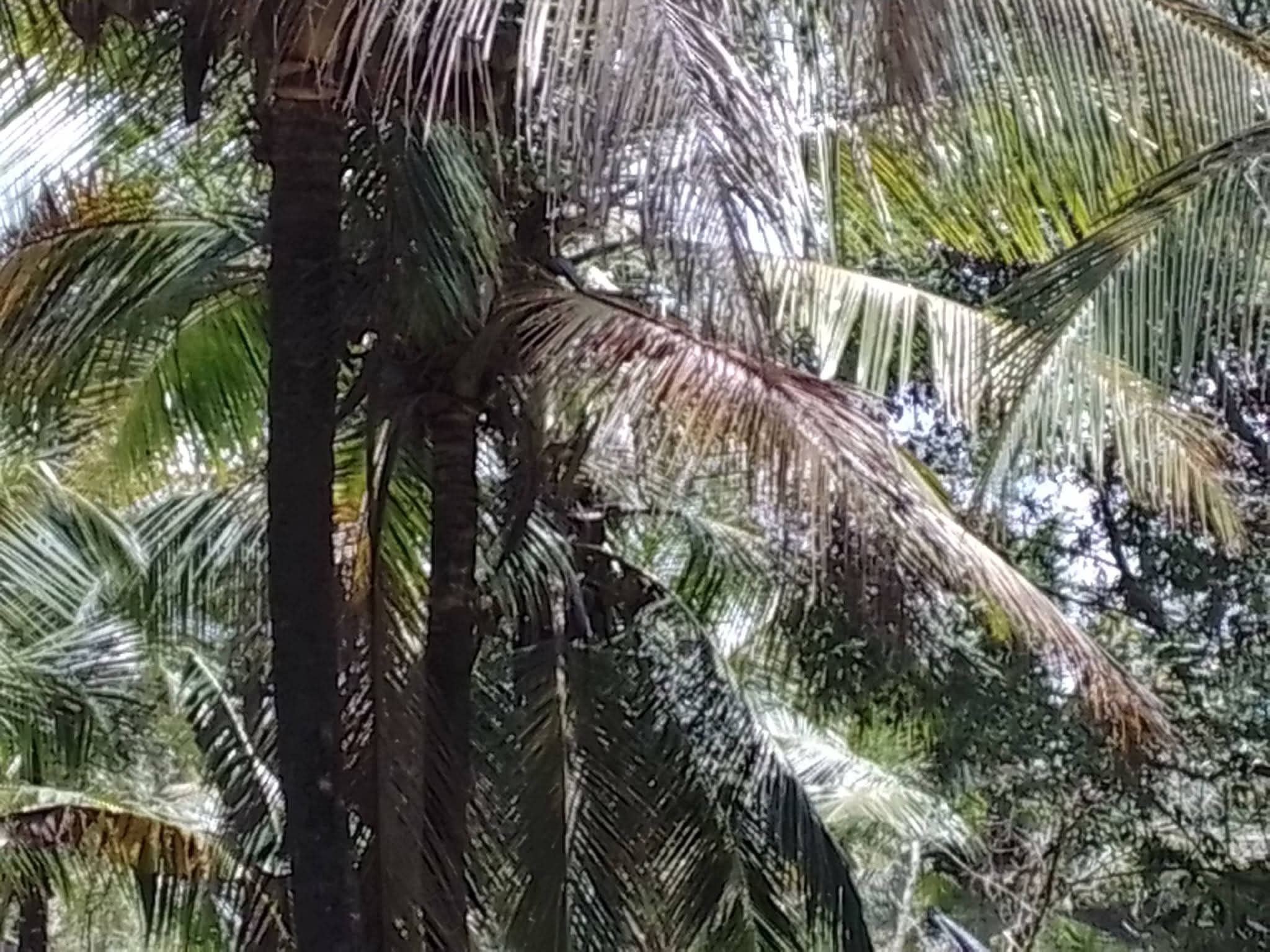 Agricultural Land for Sale in Kuliyapitiya