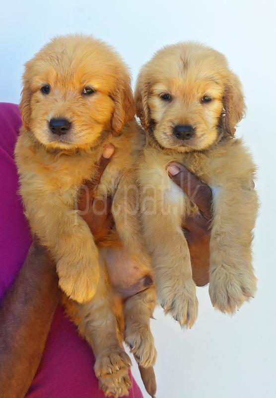 Golden Retriever Puppies