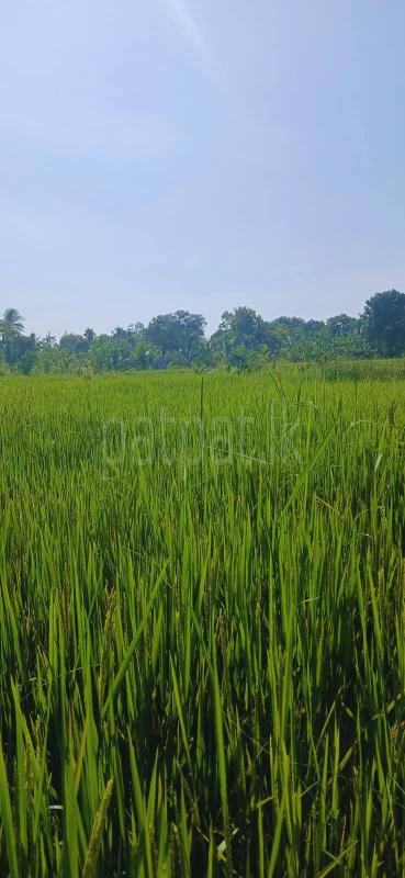 Agricultural Land for Sale in Sella Kataragama