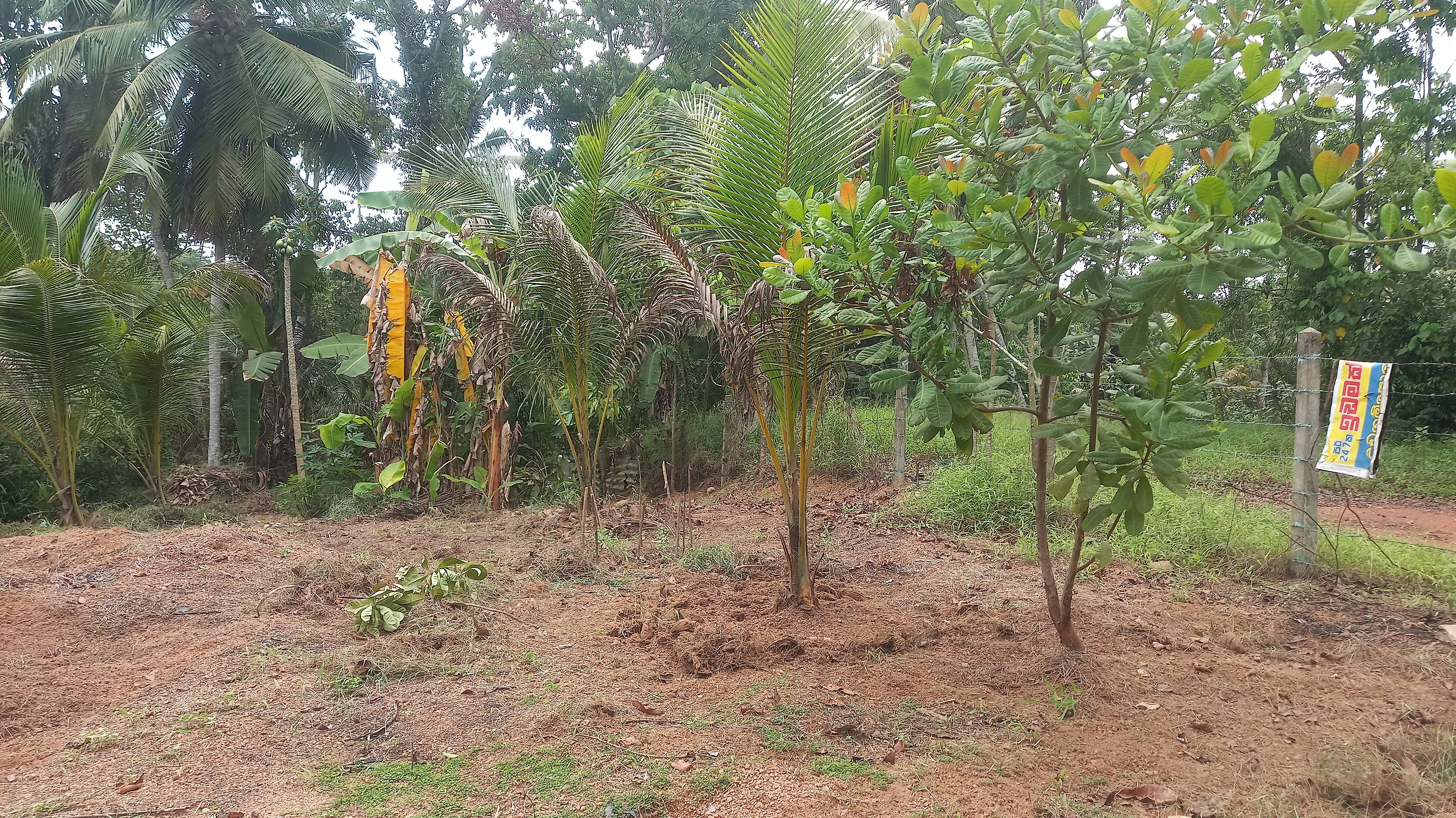 Residential Land for Sale in Horampella