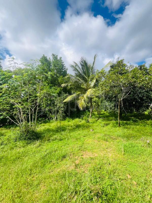 Commercial Land for Sale in Rajanganaya ads-image-1