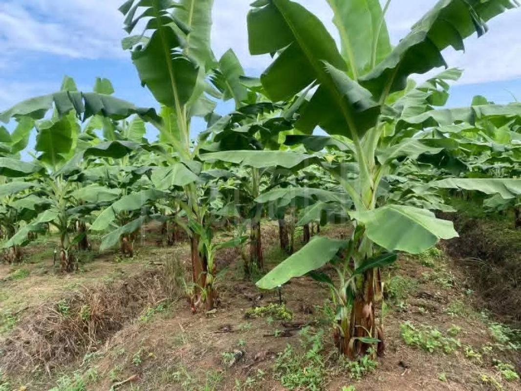 Agricultural Land for Sale in Katunayake