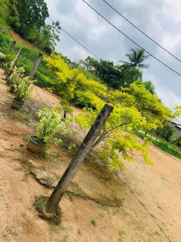 Residential Land for Sale in Divulapitiya ads-image-1