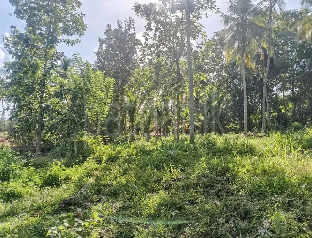 Agricultural Land for Sale in Giriulla