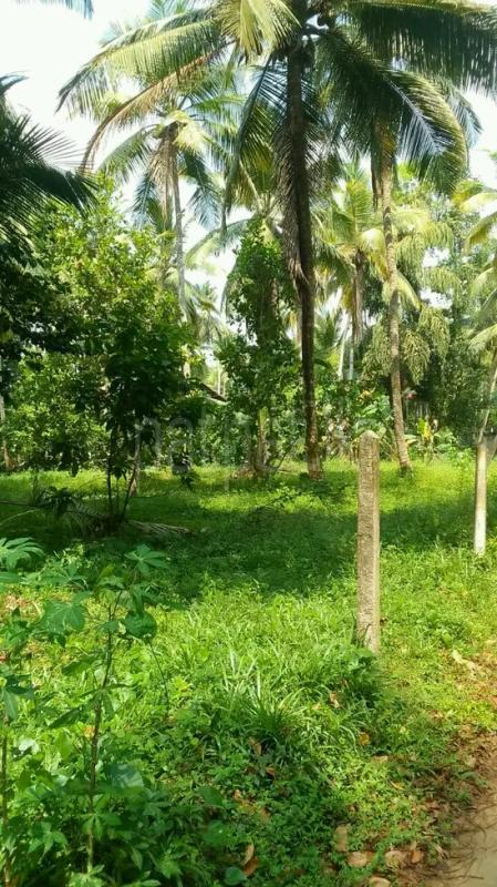 Agricultural Land for Sale in Minuwangoda ads-image-1