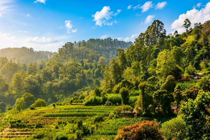 Commercial Land for Sale in Bandarawela