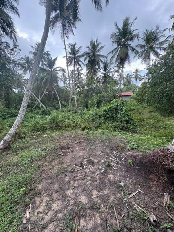 Agricultural Land for Sale in Kuliyapitiya ads-image-1