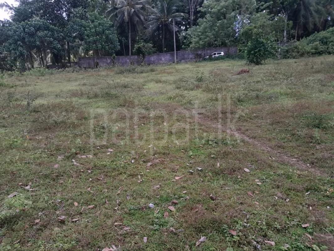 Agricultural Land for Sale in Ridigama ads-image-1