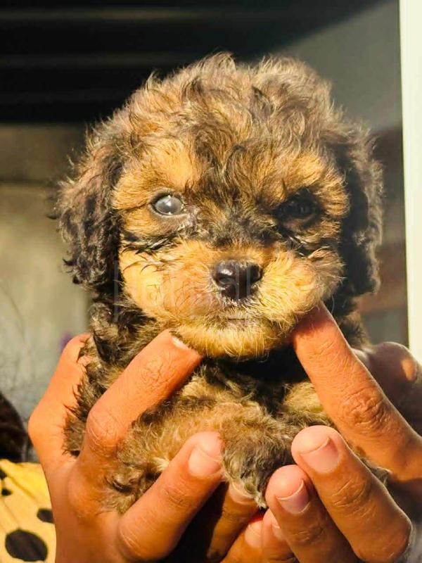 Poodle and terrier ads-image-1