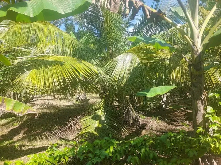 Residential Land for Sale in Ranna