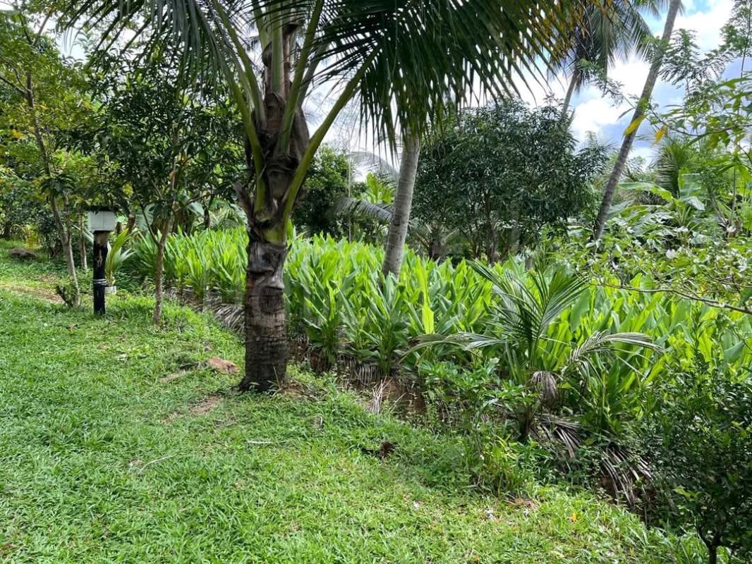 Residential Land for Sale in Wadduwa ads-image-1