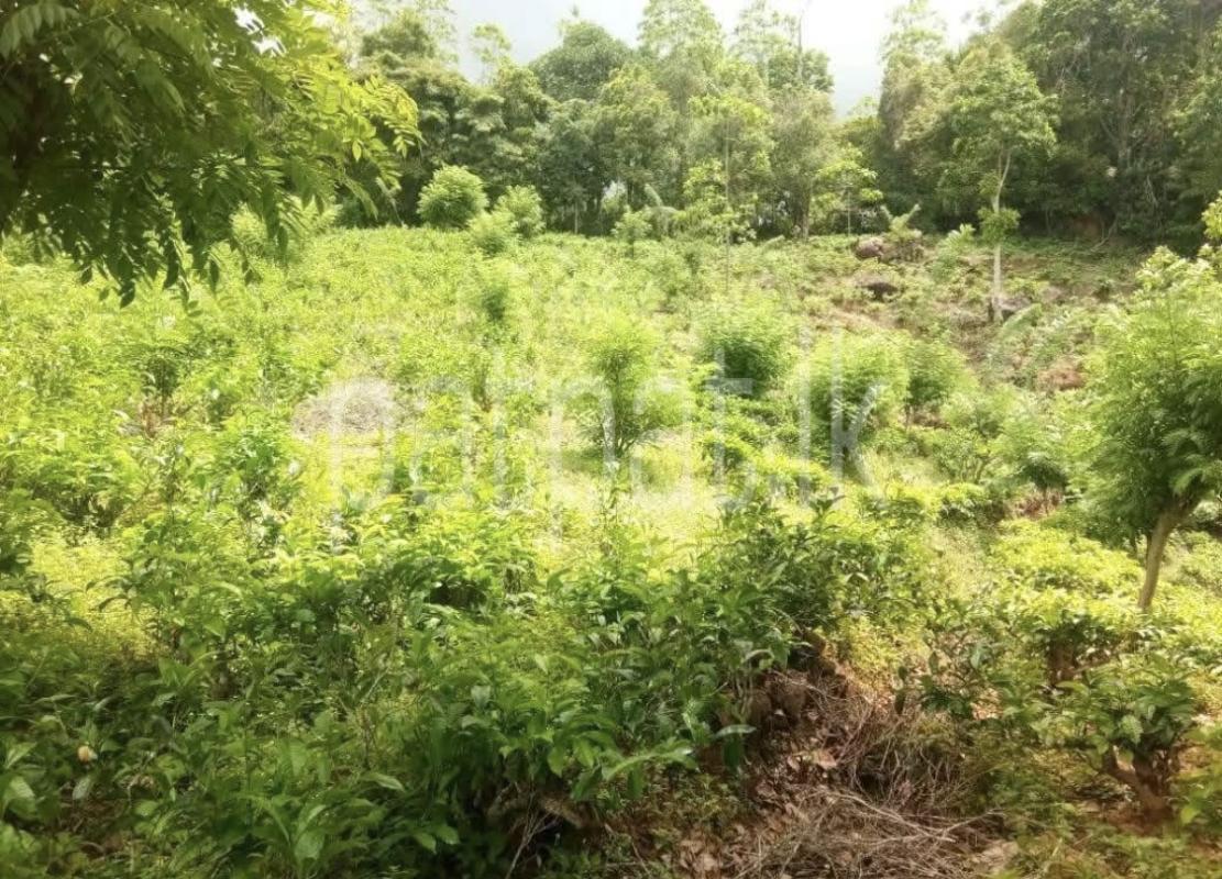 Commercial Land for Sale in Kundasale