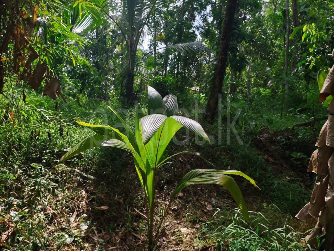 Residential Land for Sale in Mirigama
