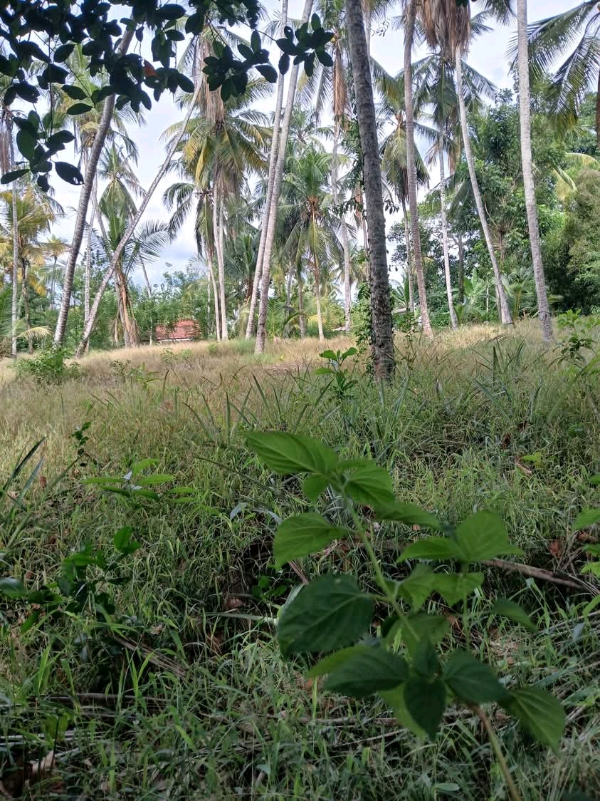 Agricultural Land for Sale in Ridigama