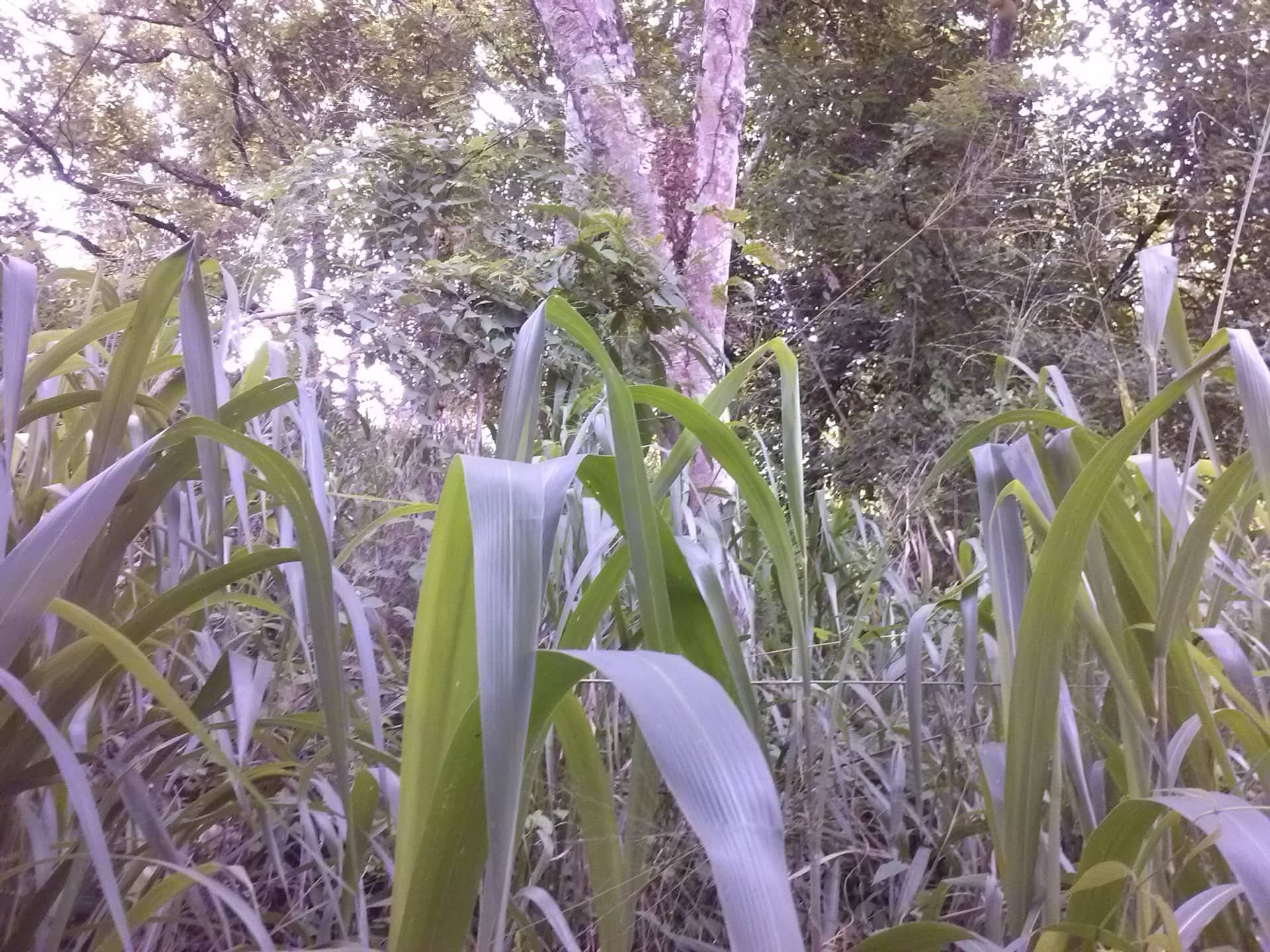 Residential Land for Sale in Anuradhapura