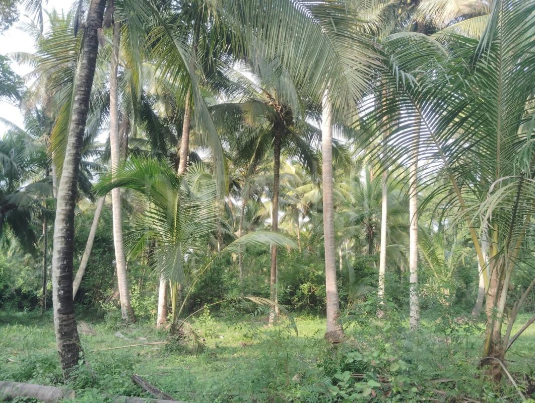 Agricultural Land for Sale in Wariyapola