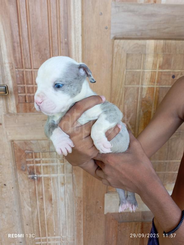 One side imported american bully ads-image-1