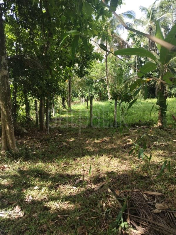 Residential Land for Sale in Veyangoda ads-image-1