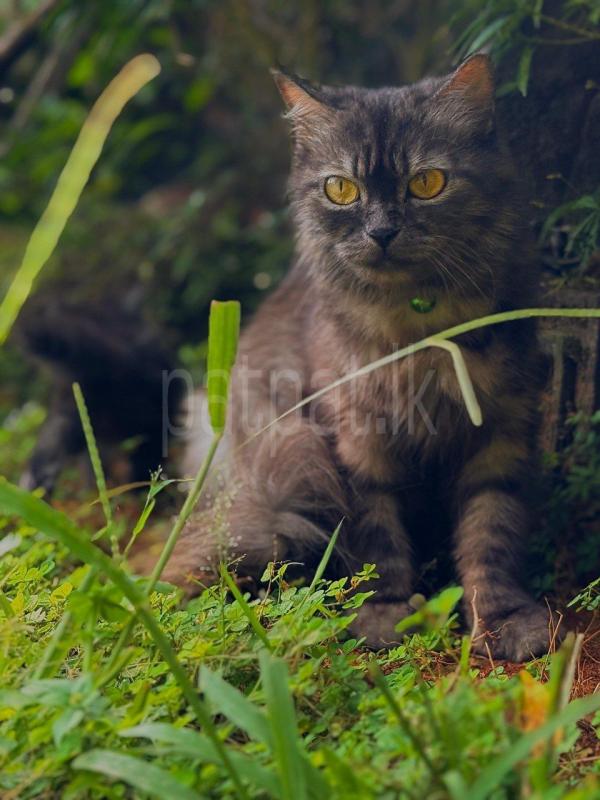 Persian cat
