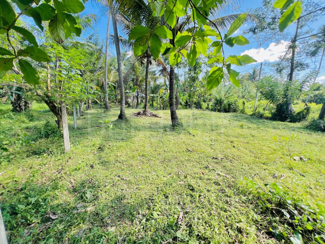 Agricultural Land for Sale in Kurunegala ads-image-1
