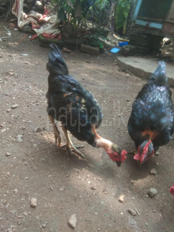 Advertisement image 3